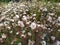 Dandelion field. Lots of dandelions close up