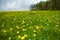 Dandelion field near forest