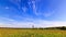 Dandelion field. Time Lapse. 4K