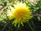 Dandelion field , yellow grows everywhere in Russia.