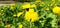 Dandelion fields, yellow flowers, pollen, flowers