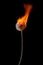 Dandelion on fire burning with flames isolated