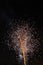 Dandelion Fireworks