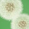 Dandelion florescence (macro)