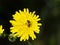 Dandelion flower