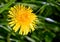 Dandelion flower