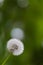 Dandelion flower