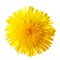 Dandelion Flower