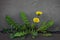 Dandelion flower against a concrete wall. Yellow and green.