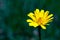 Dandelion flower against dark green background