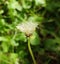 Dandelion flower allergy rhinitis and asthma
