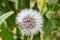 Dandelion flower, Bitter chicory or radicheta, Taraxacum officinale, whose yellow flower is known as dandelion, is a plant of the