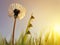 Dandelion flower and blades of grass with dew drops at sunrise.