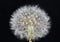 Dandelion flower blow ball taraxacum asteraceae family focus stack macro background high quality prints
