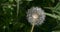 Dandelion flower blowball. Wild nature background closeup macro