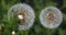 Dandelion flower blowball. Wild nature background closeup macro