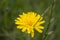 Dandelion flower with a branch
