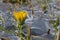 Dandelion flower breaking through thin crust of frozen ice surrounding it, and stalks of green grass sticking out around it