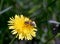 Dandelion flower bright yellow closeup and bee