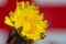 A Dandelion flower with a British union Jack flag refracted in a water droplet