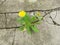 A dandelion flower broke through the concrete. The concept of vitality, energy, striving for life. Wallpaper