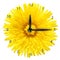 Dandelion flower - clock.