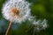 Dandelion flower. Close-up