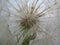 Dandelion flower close-up