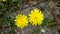 Dandelion flower, close-up dandelion plant flower