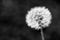 Dandelion flower on dark background