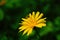 Dandelion flower with delicate thin yellow petals on a stalk