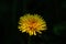 Dandelion flower with delicate thin yellow petals on a stalk
