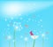 Dandelion flower field over blue sky