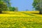 Dandelion flower field. Summer dandelions meadow.