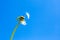 Dandelion flower with flown away seeds against a blue sky