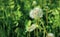 Dandelion flower fluff