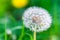 Dandelion flower with fluff, closeup photo