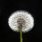 Dandelion flower gone to seed