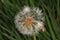 Dandelion flower gone to seed