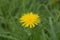 A Dandelion flower in the Grass