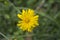 Dandelion flower in a green garden