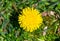 Dandelion flower on green grass