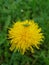 Dandelion flower and green young grasshopper.