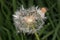 Dandelion flower that has gone to seed.