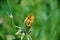 Dandelion. Flower head is closed, flower is preparing for transformation for propagation by seeds.