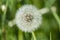 Dandelion flower head floret seed feathers meadow