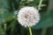 Dandelion flower head floret seed feathers meadow