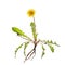 Dandelion flower isolated on white background. Healing plant.