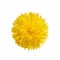 Dandelion flower isolated on white background. Taraxacum flatlay closeup. Vector watercolor illustration