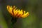 Dandelion flower from a lateral point of view